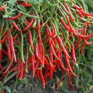Chilli-Farming