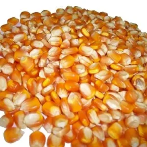 Maize seed