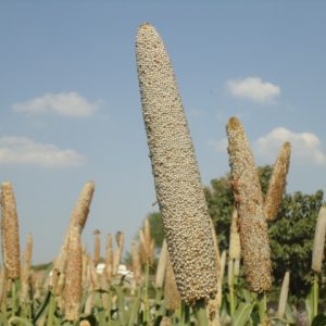 Millet