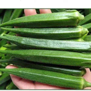 Okra1