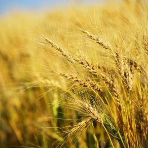 pexels-deneen-lt-1058401