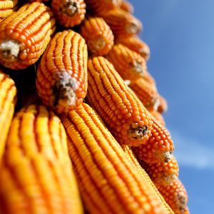 pexels-fredox-carvalho-9694823